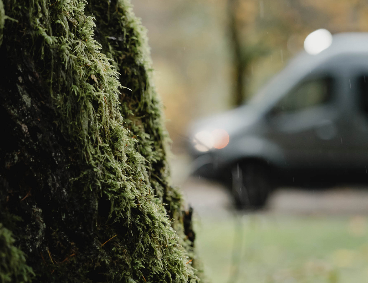 Green moss on a tree with a blurry van in the background